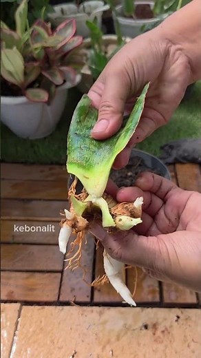 How to Propagate Snake Plants in Water! 🪴✨