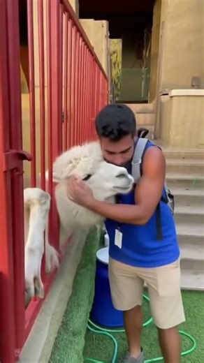 Caring Llama Gives The Best Hugs