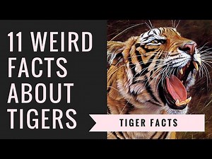 Tiger Facts and Information | Interesting Facts About Tigers