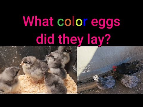 French Blue Copper Marans very first EGGS!