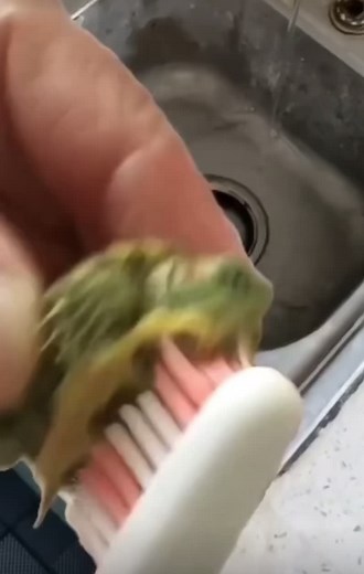 Encountering a Snapping Turtle in Ohio