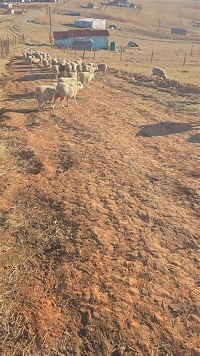 Mavovo (@mavovo584)’s videos with original sound - Mavovo