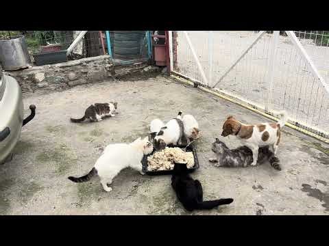 Νοστιμο φαγητο, χοιρινο με ρυζι μπασματι