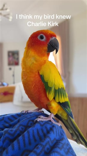 Language Learning with Sun Conures: Engaging Insights
