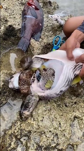 This Giant Clam Is Bigger Than You Think | Ocean’s Living Treasure.#seafood
