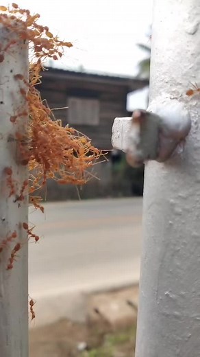 Barney the Ants Go Marching Music for Ants