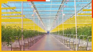 A 60-acre facility in Morehead, Kentucky, is among the largest climate-controlled indoor farms in the United States. | Reuters