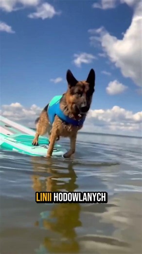 5 rzeczy których nie wiedziałeś o owczarku niemieckim #germanshepard #owczarekniemiecki #ciekawostki