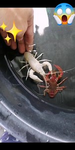 19K views · 178 reactions | Berried White懶and Red Swamp癩 #berries #berriedcrayfish | Vons Crayfish Worldd | Facebook
