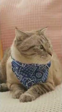 Top 10 Friendliest Cat Breeds | Part 4 | Last Part