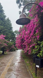 Início da Primavera | Pela Serra Gaúcha