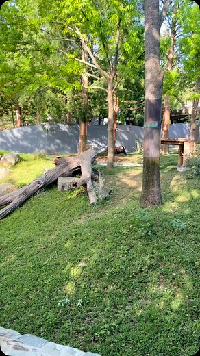 Bao Li! The male panda at the National Zoo! 🐼🐼🐼 | Amanda Flower