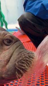 170K views · 6.5K reactions | ❗Walrus Patient Update: Walrus Diets...