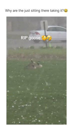 They’re smart, facing hail head-on gives the smallest target to protect their head.