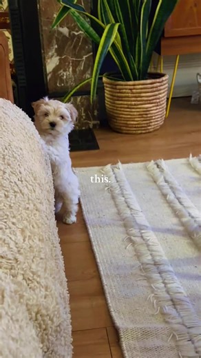 Morkie Puppy Love: A Joyful Journey