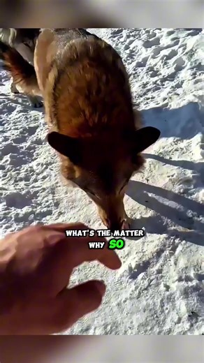 #wolf #wolfdogs #fyp | Wolf