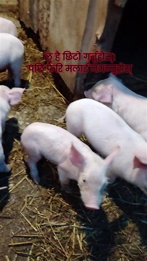 asmita pig form (@asmita.pig.form)’s videos with original sound - asmita pig form