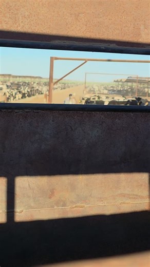 loading up some Fats #cattlegame #cattlegang #trailerosvaqueros #disealpirateship