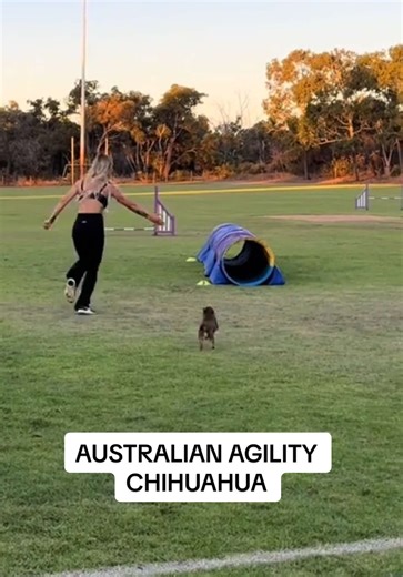 Agility Training Insights for Australian Chihuahuas