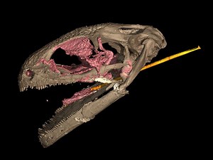 Scientists Find the World’s Oldest Chameleon-Like Tongue Preserved in Amber
