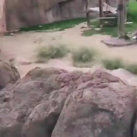 Funny Orangutan Meme Compilation