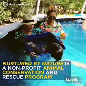 Cuddle up with these super cute otters. credit: Travel Channel | Otter