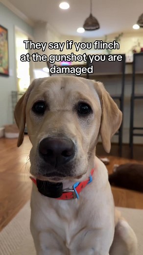 If You Flinch at the Gunshot, You Are Damaged