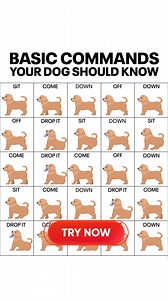349 reactions · 15 shares |  Get your dog's best friend!  Woofz courses: video lessons, tricks & health checks. Install now and start training like a pro! | Woofz | Facebook