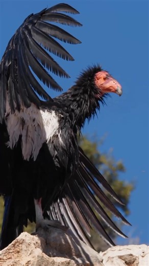 The Silent Giant of America’s Skies | California Condor