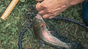 The Most Humane Way to Kill a Fish Fast (A Simple Guide)