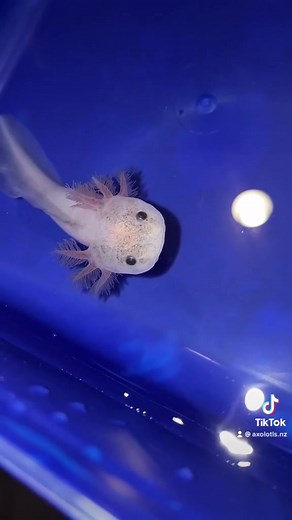 2K views · 18 reactions | “What sound does an axolotl make” Axolotl: ……….. | Axolotls New Zealand | Facebook