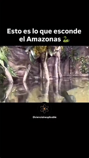 🐍 La anaconda verde es la serpiente más grande y pesada del planeta. Durante años se creyó que solo existía una especie, la Eunectes murinus… hasta que recientemente, en la selva amazónica, se identificó una nueva: la anaconda verde del norte (Eunectes akayima), genéticamente distinta y posiblemente aún más colosal. 🌿 Algunos informes no verificados hablan de ejemplares de más de 9 metros y 250 kilos de peso. Aunque pocos han sido documentados, los registros oficiales confirman longitudes de h