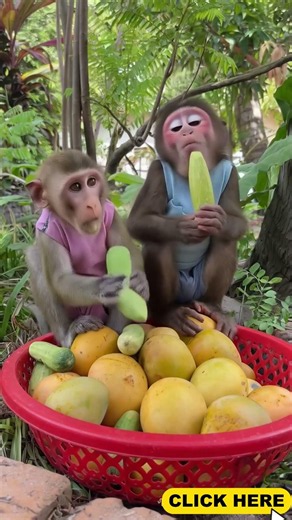Happy monkey creates adorable moments during mealtime everyone absolutely loves