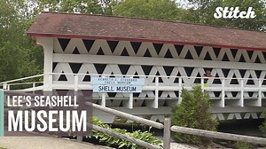 117K views · 56 reactions | Showing seashells from the seashores of the world. | Very Local | Facebook