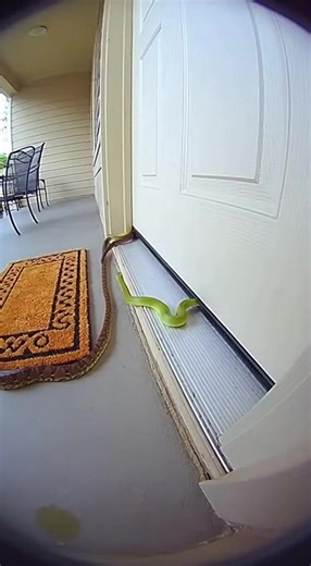 A gang of snakes attempts to dance the limbo under the front door gap, wiggling and swaying to an invisible beat. One by one they fail spectacularly, getting stuck halfway and flopping around in slithery defeat! | Stay & Explore: Unforgettable Journeys