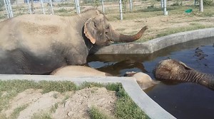 Thank you for watching the Nat Geo WILD episode "Operation Elephant" tonight. If you're wonderning how Kalpana is doing today, here she is. That's nearly blind Kalpana watching over her completely blind BFFs Holly and new arrival Karma in their pool at the Elephant Conservatiion and Care Centre.