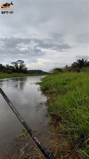 Mcm dh lama x blnje video sembat² ek...🤭🤭🤣 Like²,share²,komen²,follow²...tq🤝🫡 -setup- 👉rod-G-tech SPIN WALKER 8-16lb 👉reel-G-tech EFT-DC 👉mainline-G-tech APEX 20lb 👉leader-G-tech JIGMAN 30lb 👉lure -solfrog SP starlit Minnow Shad 8cm #fypシ゚viral #fighterLandBase #Gtech #creatorsearchinsights @Eastern Fishing Tackle @ꍏꂵꀤꋪꀎ꒒ @budak_selatan_ahhou @eimantohirx @anakrimaufishing @din_gtech