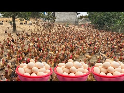 How to raise chickens for business - Harvesting eggs and raising chicks.