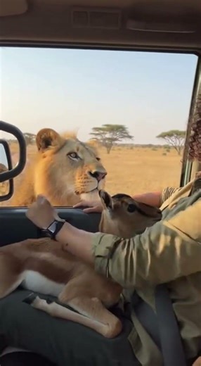 This Open Window Saved Tiny Life