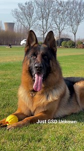 240K views · 12K reactions | Just GSD | TOP GSD SHOW | Facebook