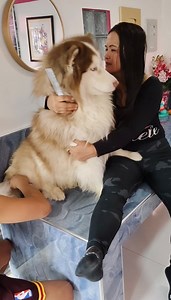 Grabe na ang kalukohan | Husky Pack TV Vlogs