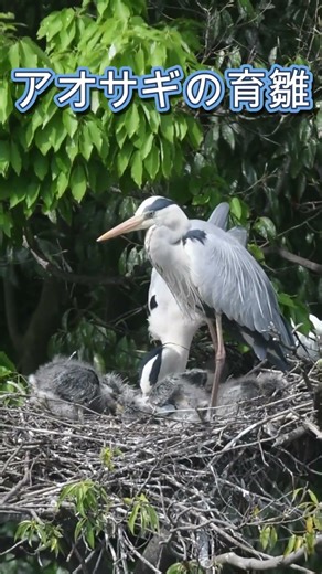 親が餌を吐き戻し給餌していました ＃野鳥 #shorst ＃アオサギ