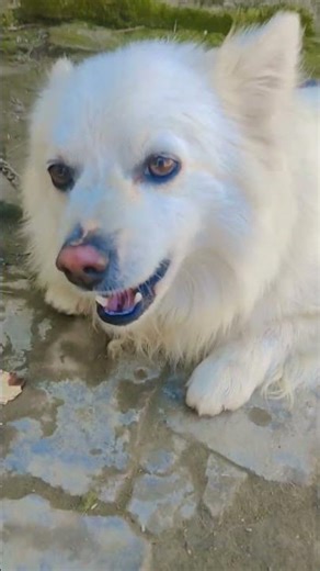 Casper funny dog 🐕😂 #shortvideo #trendingshorts #youtubeshorts #youtubechannel #shortsfeed #shorts