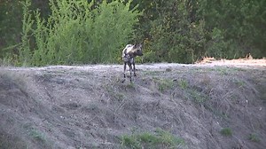 Our #SafariLive caught extremely rare footage of a wild dog kill. See the full clip here: http://natgeowild.com/safarifootage | National Geographic Animals