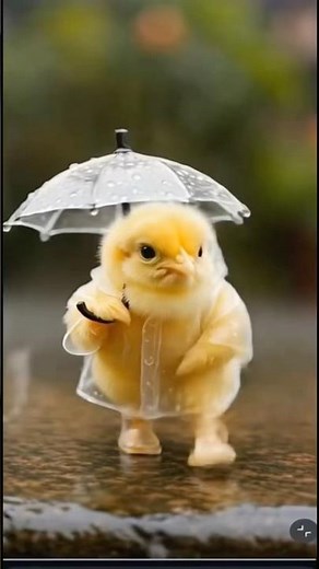 The Adorable Science of Baby Chicks