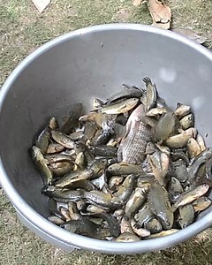 1M views · 9.8K reactions | Berkah musim kemarau, gogoh ikan disungai lumayan dapat segini | Grafting Examples | Facebook