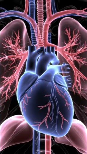 3D Beating Heart View Realistic Human Heart Animation | #heart #heartanatomy #humananatomy