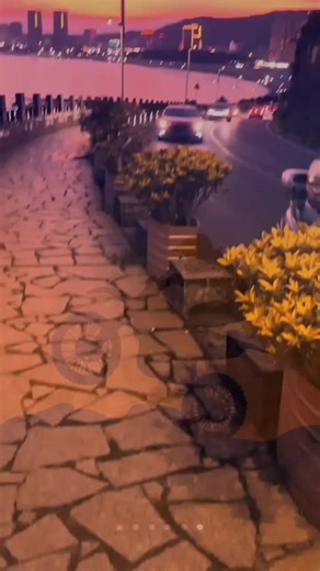 Francois Steyn on TikTok