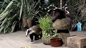 34K views · 5.4K reactions | Mr Lumpy and Faith returned in the middle of the night (they had already eaten) all supervised by Coco . Faith didn’t like the look of the big black fluff ball and Mr Lumpy did his best to wake the Nut Fairy up, he’s a greedy boy 栗‍♂️說說❤️ | Mr Lumpy & Friends. | Facebook
