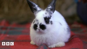 Baby Animals: Bunny